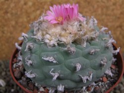 Lophophora decipiens, fricii pot 10 cm - 12399506