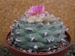 Lophophora decipiens, fricii pot 10 cm - 12399507