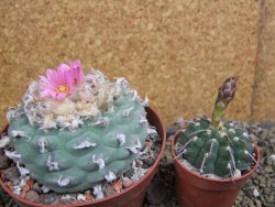 Lophophora decipiens, fricii pot 10 cm - 12399508