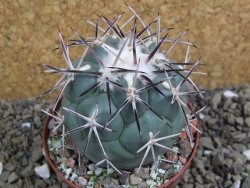 Coryphantha poselgeriana valida SB 288 Cerro Bola pot 8 cm - 12399512