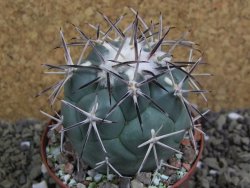 Coryphantha poselgeriana valida SB 288 Cerro Bola pot 8 cm