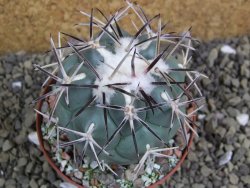 Coryphantha poselgeriana valida SB 288 Cerro Bola pot 8 cm - 12399514