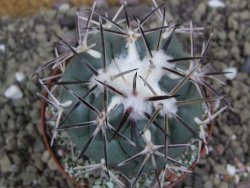 Coryphantha poselgeriana valida SB 288 Cerro Bola pot 8 cm - 12399515