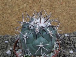 Coryphantha poselgeriana valida SB 288 Cerro Bola pot 8 cm - 12399516