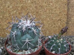 Coryphantha poselgeriana valida SB 288 Cerro Bola pot 8 cm - 12399518