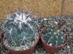 Coryphantha poselgeriana valida SB 288 Cerro Bola pot 8 cm - 12399519