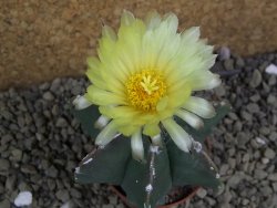 Astrophytum Dinosaur X ornatum pot 5,5 cm - 12399530