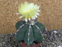 Astrophytum Dinosaur X ornatum pot 5,5 cm - 12399531