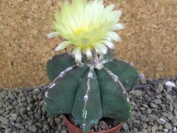 Astrophytum Dinosaur X ornatum pot 5,5 cm - 12399532