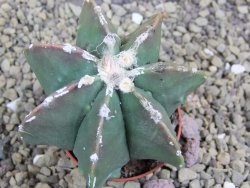 Astrophytum Dinosaur X ornatum pot 5,5 cm - 12399534