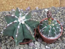 Astrophytum Dinosaur X ornatum pot 5,5 cm - 12399535