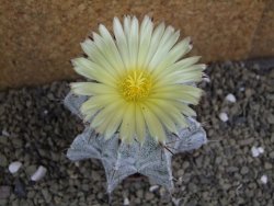 Astrophytum Onzuko X ornatum pot 5,5 cm - 12399537