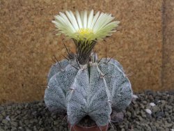 Astrophytum Onzuko X ornatum pot 5,5 cm - 12399538