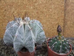 Astrophytum Onzuko X ornatum pot 5,5 cm - 12399539