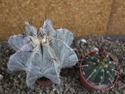 Astrophytum Onzuko X ornatum pot 5,5 cm - 12399540