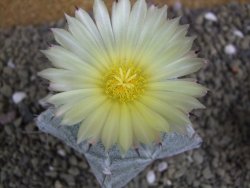 Astrophytum Onzuko X ornatum pot 5,5 cm - 12399542