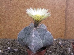 Astrophytum Onzuko X ornatum pot 5,5 cm - 12399543