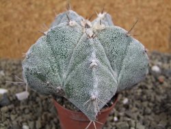 Astrophytum Onzuko X ornatum pot 5,5 cm - 12399544