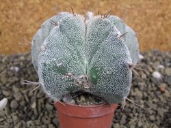 Astrophytum Onzuko X ornatum pot 5,5 cm - 12399545