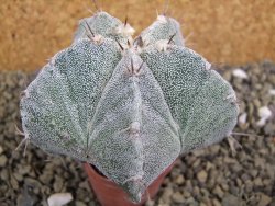 Astrophytum Onzuko X ornatum pot 5,5 cm - 12399546