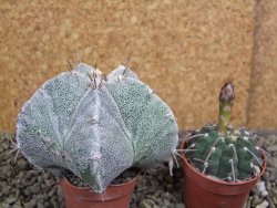 Astrophytum Onzuko X ornatum pot 5,5 cm - 12399547