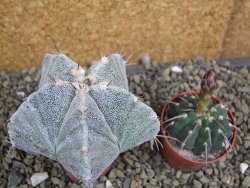 Astrophytum Onzuko X ornatum pot 5,5 cm - 12399548