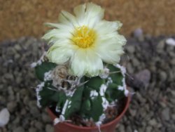 Astrophytum Dinosaur (Fukurio Hannya) pot 5,5 cm - 12399549