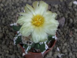 Astrophytum Dinosaur (Fukurio Hannya) pot 5,5 cm - 12399550