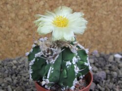 Astrophytum Dinosaur (Fukurio Hannya) pot 5,5 cm - 12399551