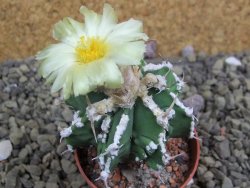 Astrophytum Dinosaur (Fukurio Hannya) pot 5,5 cm - 12399552