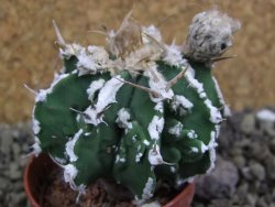 Astrophytum Dinosaur (Fukurio Hannya) pot 5,5 cm - 12399555