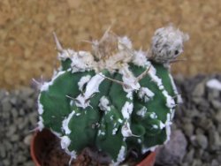 Astrophytum Dinosaur (Fukurio Hannya) pot 5,5 cm - 12399556