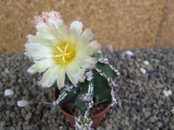 Astrophytum Dinosaur (Fukurio Hannya) pot 5,5 cm - 12399557