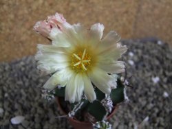 Astrophytum Dinosaur (Fukurio Hannya) pot 5,5 cm - 12399558