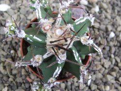 Astrophytum Dinosaur (Fukurio Hannya) pot 5,5 cm - 12399560