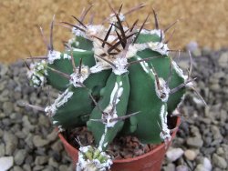 Astrophytum Dinosaur (Fukurio Hannya) pot 5,5 cm - 12399561