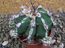 Astrophytum Dinosaur (Fukurio Hannya) pot 5,5 cm - 12399562