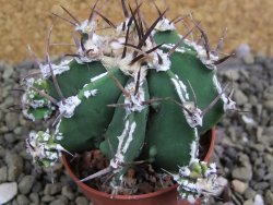 Astrophytum Dinosaur (Fukurio Hannya) pot 5,5 cm - 12399563