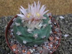 Lophophora viridescens pot 9 cm