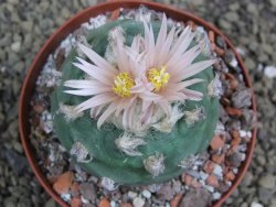 Lophophora viridescens pot 9 cm - 12399585