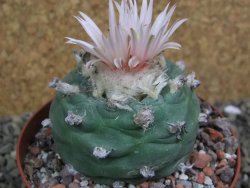 Lophophora viridescens pot 9 cm - 12399586