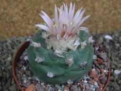 Lophophora viridescens pot 9 cm - 12399587