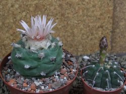 Lophophora viridescens pot 9 cm - 12399588