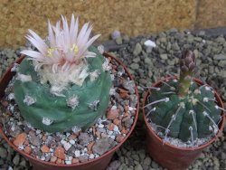 Lophophora viridescens pot 9 cm - 12399589