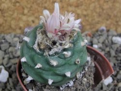 Lophophora viridescens pot 5,5 cm