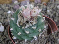 Lophophora viridescens pot 5,5 cm - 12399574