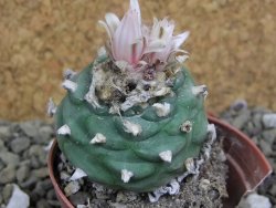 Lophophora viridescens pot 5,5 cm - 12399575