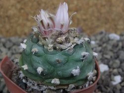 Lophophora viridescens pot 5,5 cm - 12399576