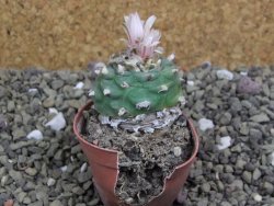 Lophophora viridescens pot 5,5 cm - 12399577