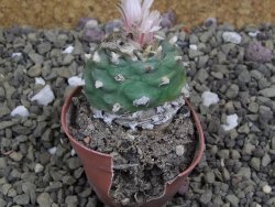 Lophophora viridescens pot 5,5 cm - 12399578